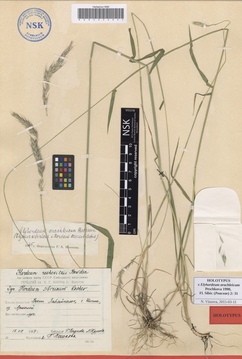 × Elyhordeum arachleicum