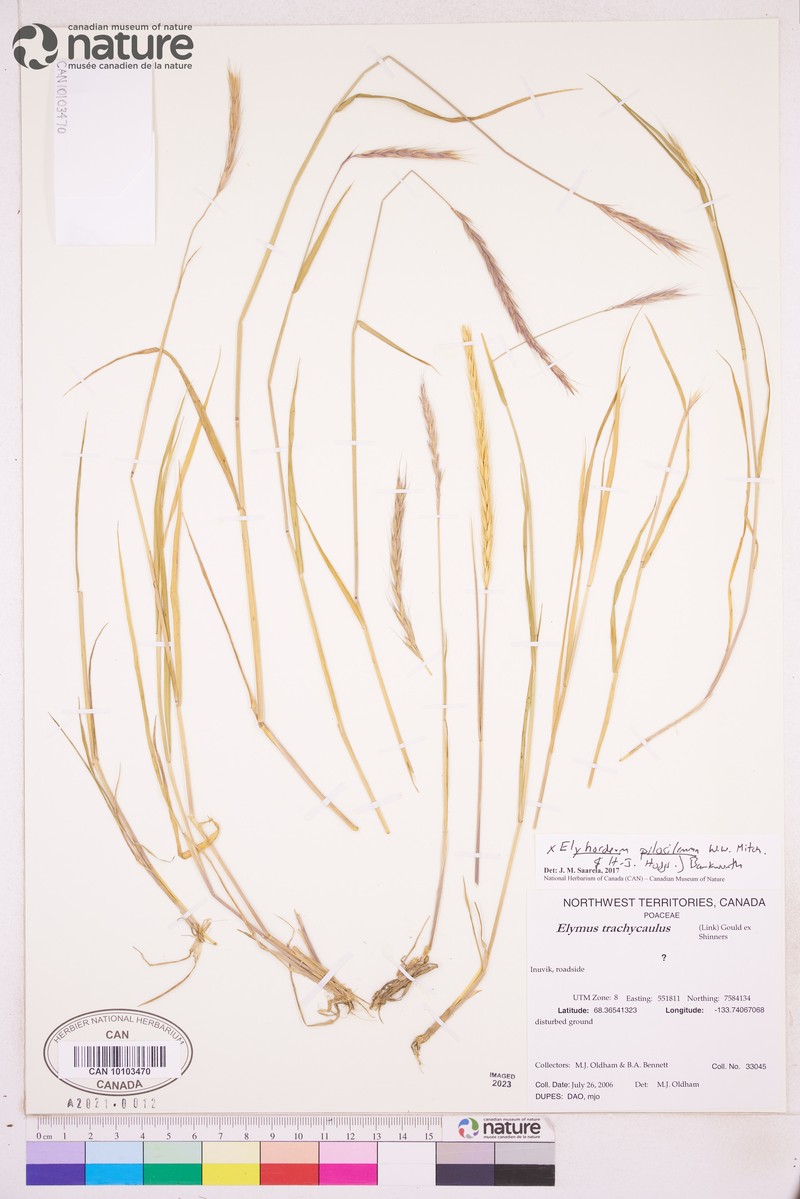 × Elyhordeum chatangense