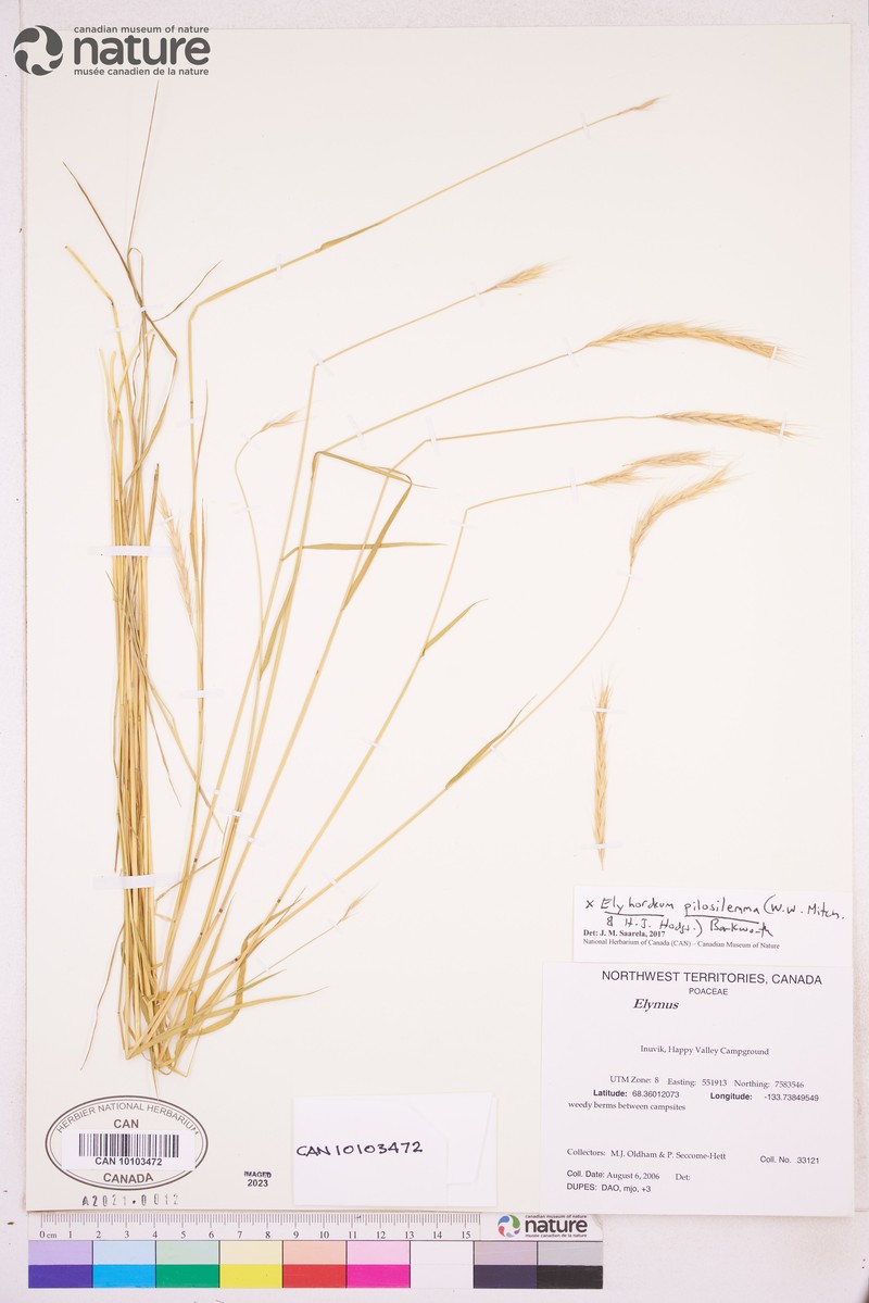 × Elyhordeum chatangense photo 2
