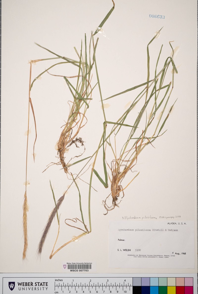 × Elyhordeum chatangense photo 3