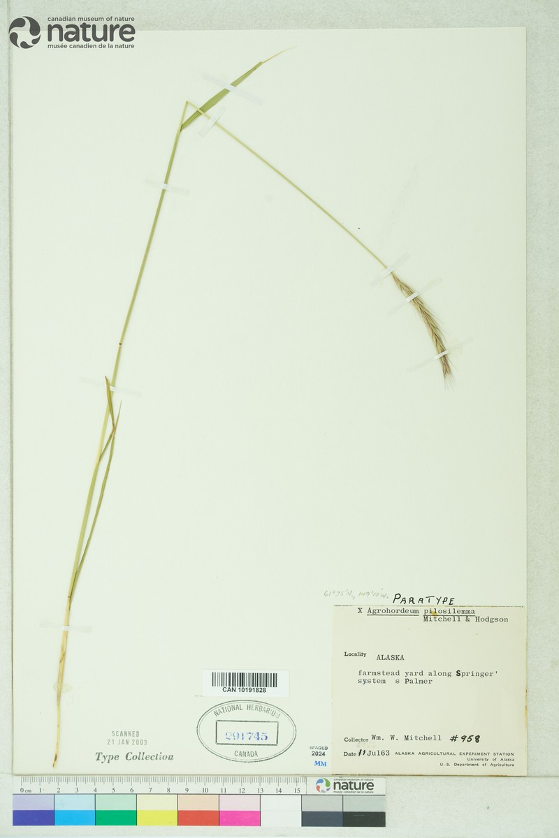 × Elyhordeum chatangense photo 4