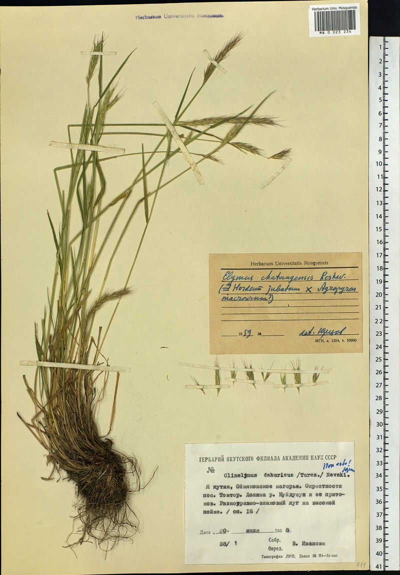 × Elyhordeum chatangense photo 5