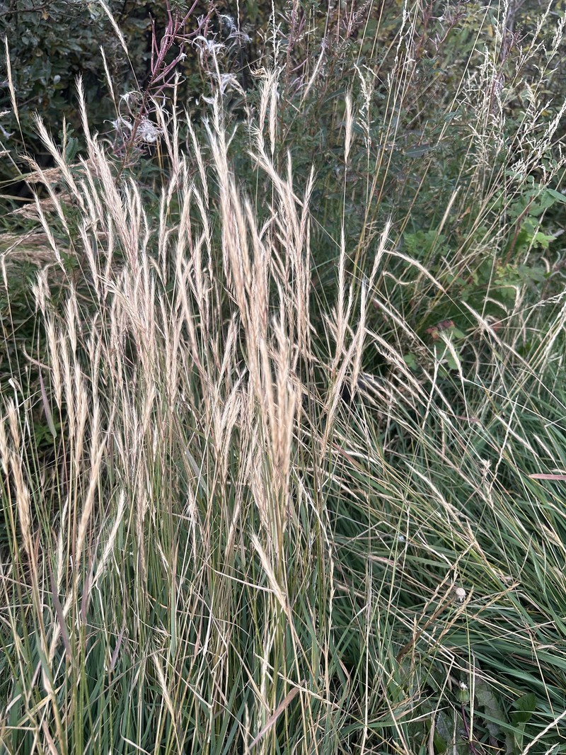 × Elyhordeum macounii