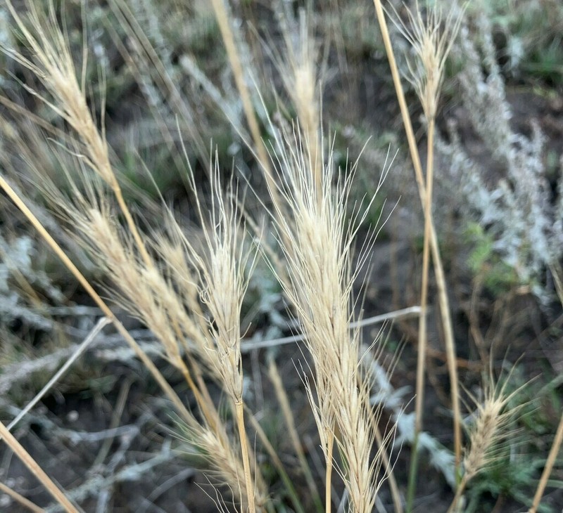 × Elyhordeum macounii photo 2