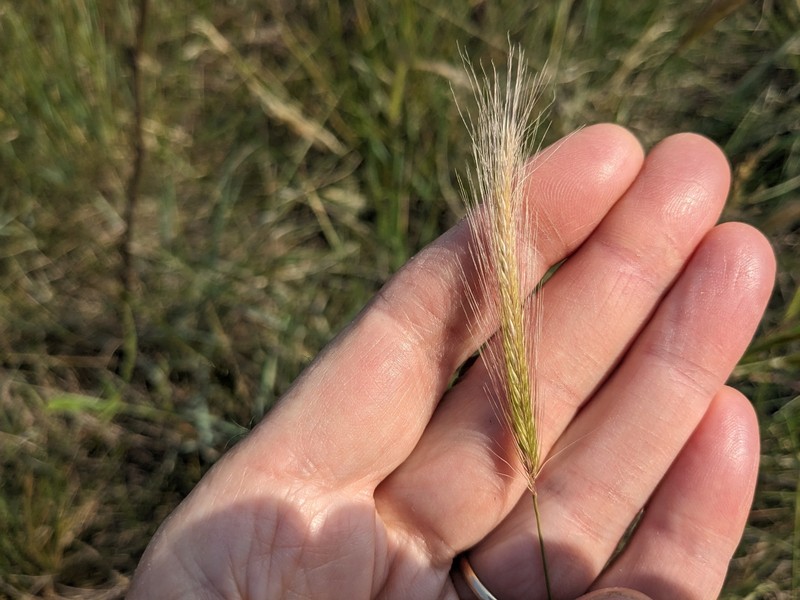 × Elyhordeum macounii photo 3