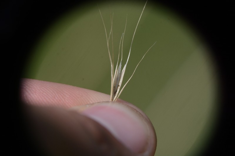 × Elyhordeum macounii photo 4