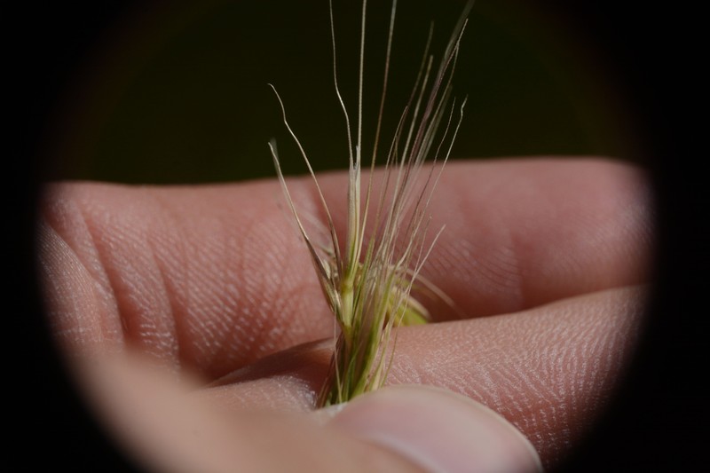 × Elyhordeum macounii photo 5