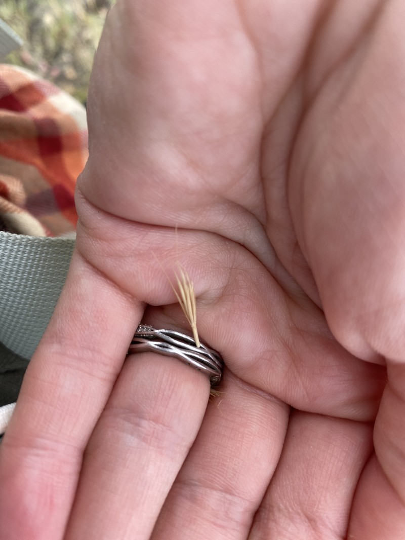 × Elyhordeum macounii photo 6