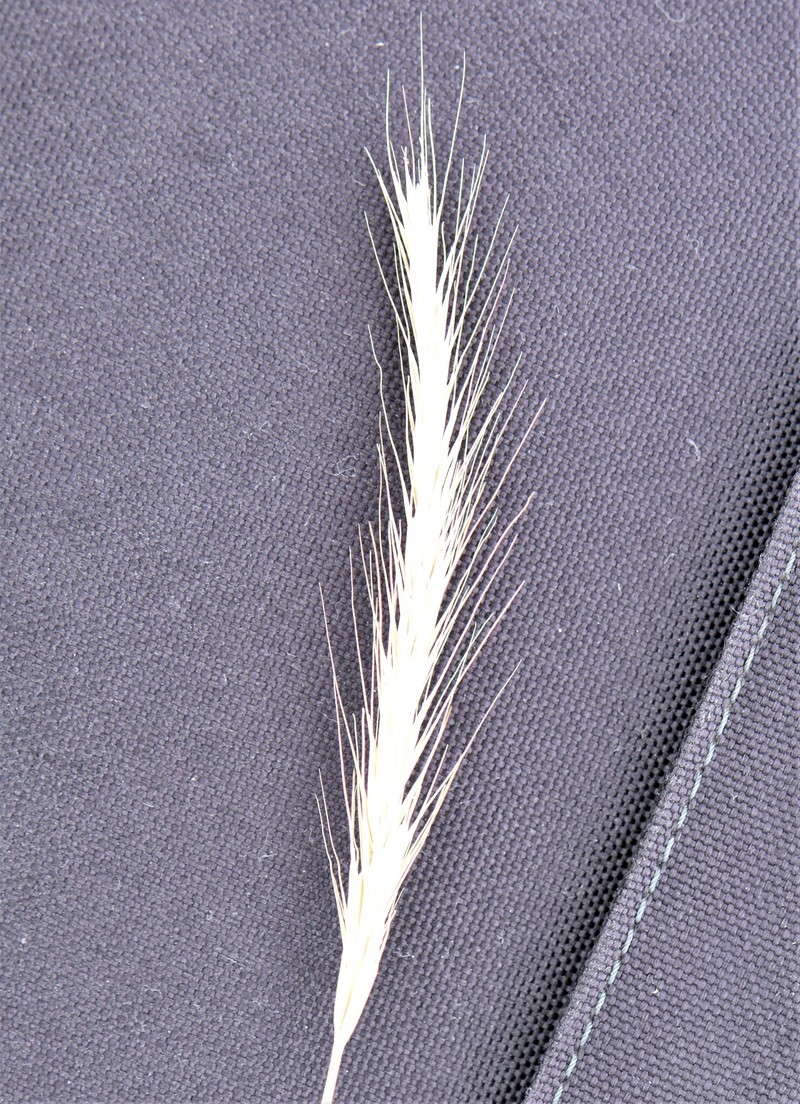 × Elyhordeum macounii photo 7