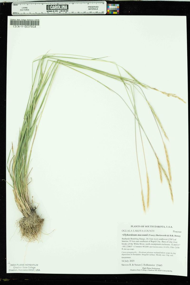 × Elyhordeum macounii photo 8