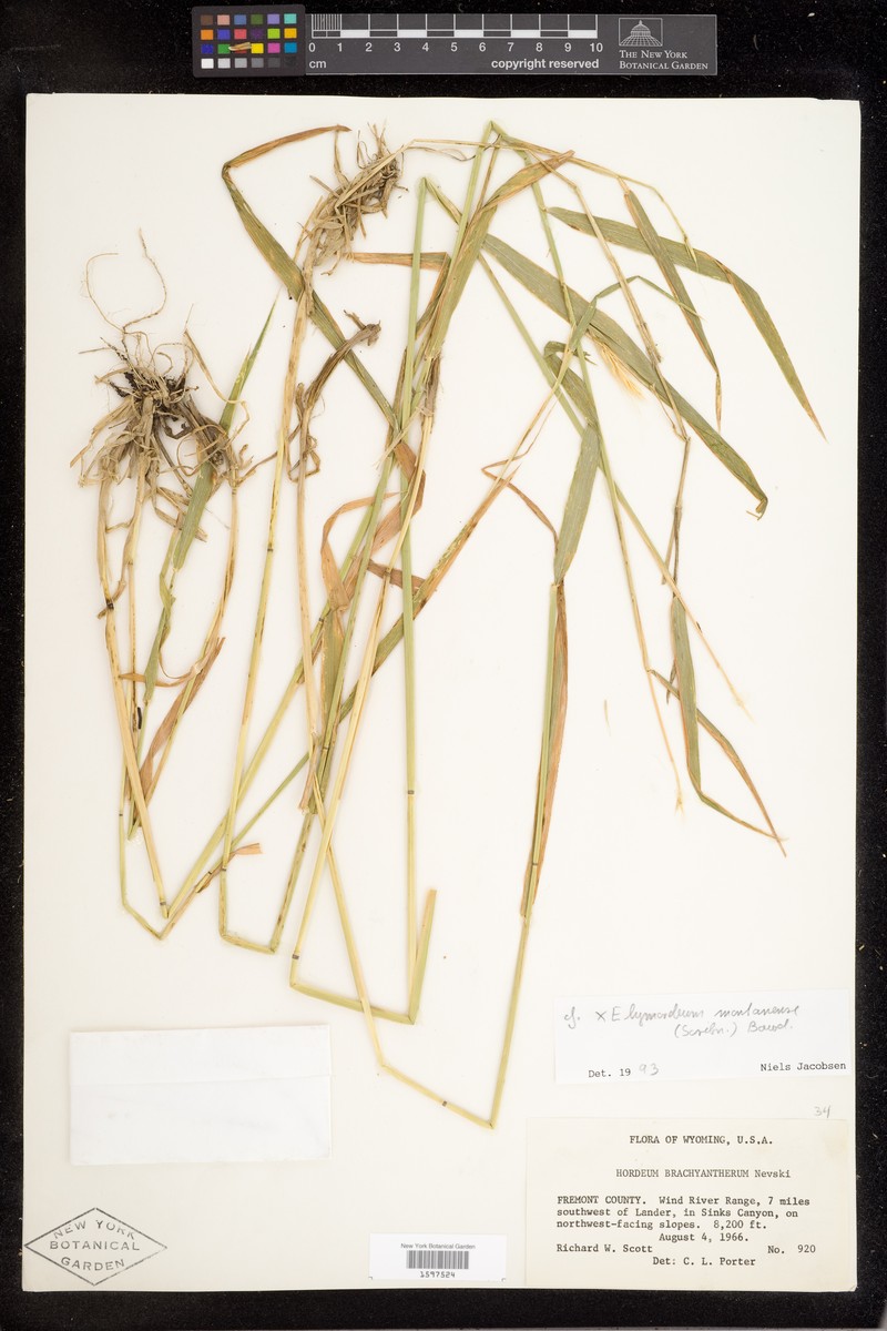 × Elyhordeum montanense