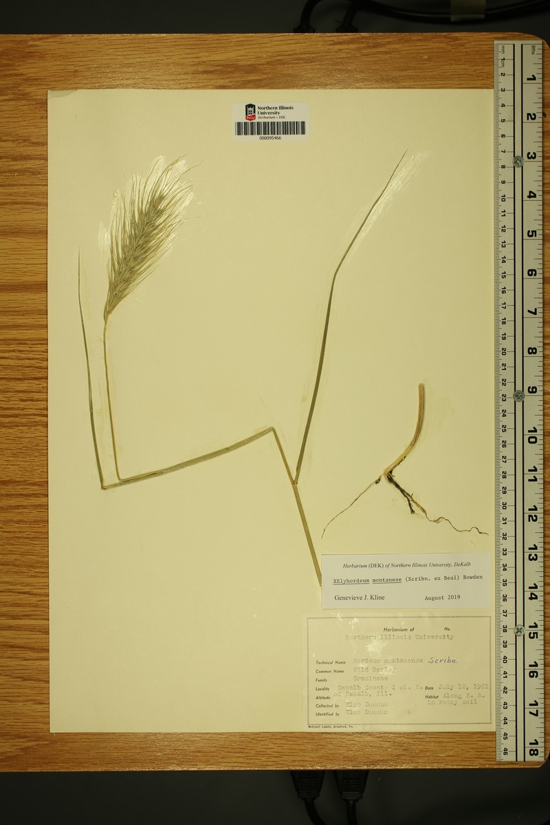 × Elyhordeum montanense photo 2