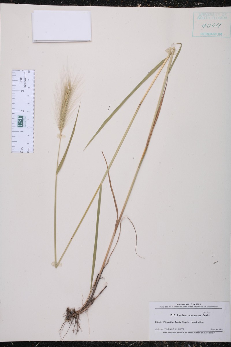 × Elyhordeum montanense photo 3