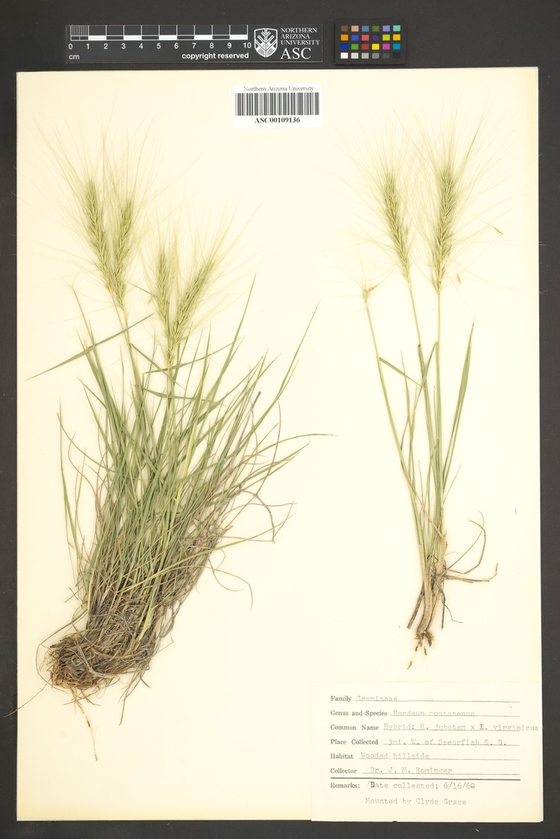 × Elyhordeum montanense photo 4