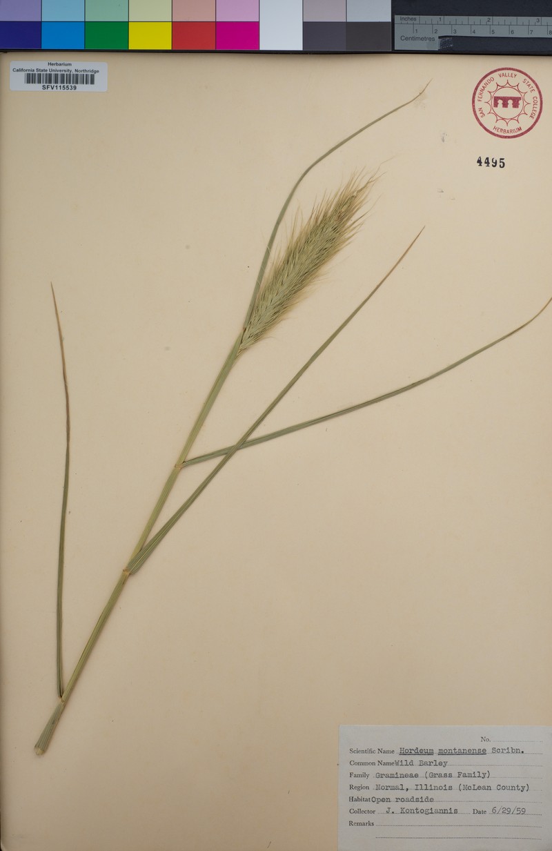 × Elyhordeum montanense photo 5