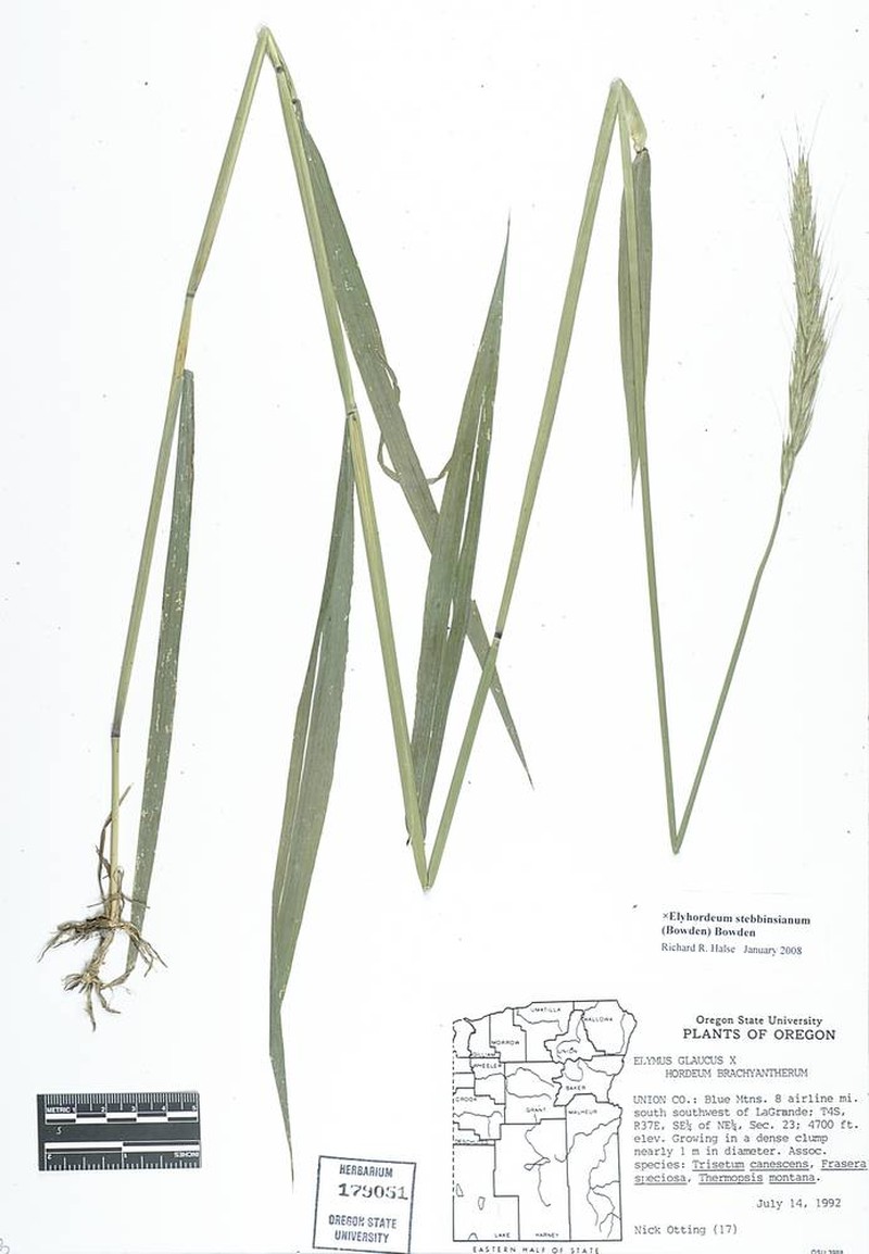× Elyhordeum stebbinsianum