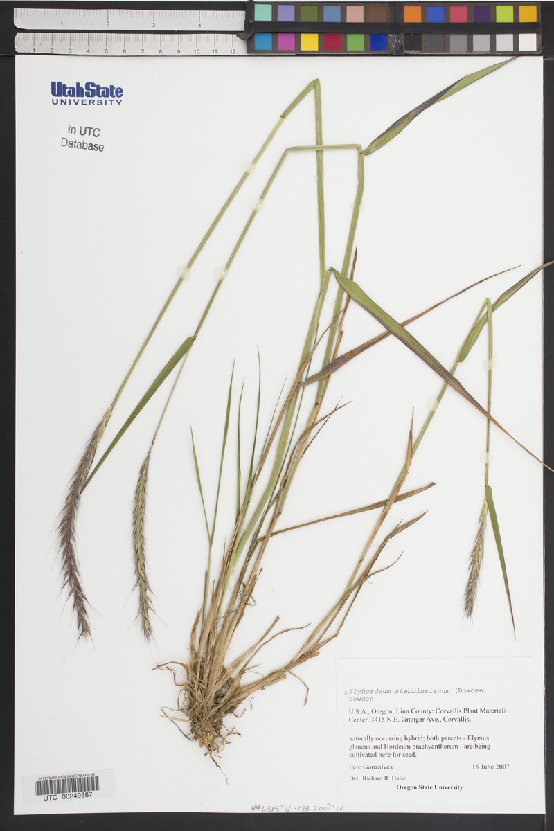 × Elyhordeum stebbinsianum photo 2