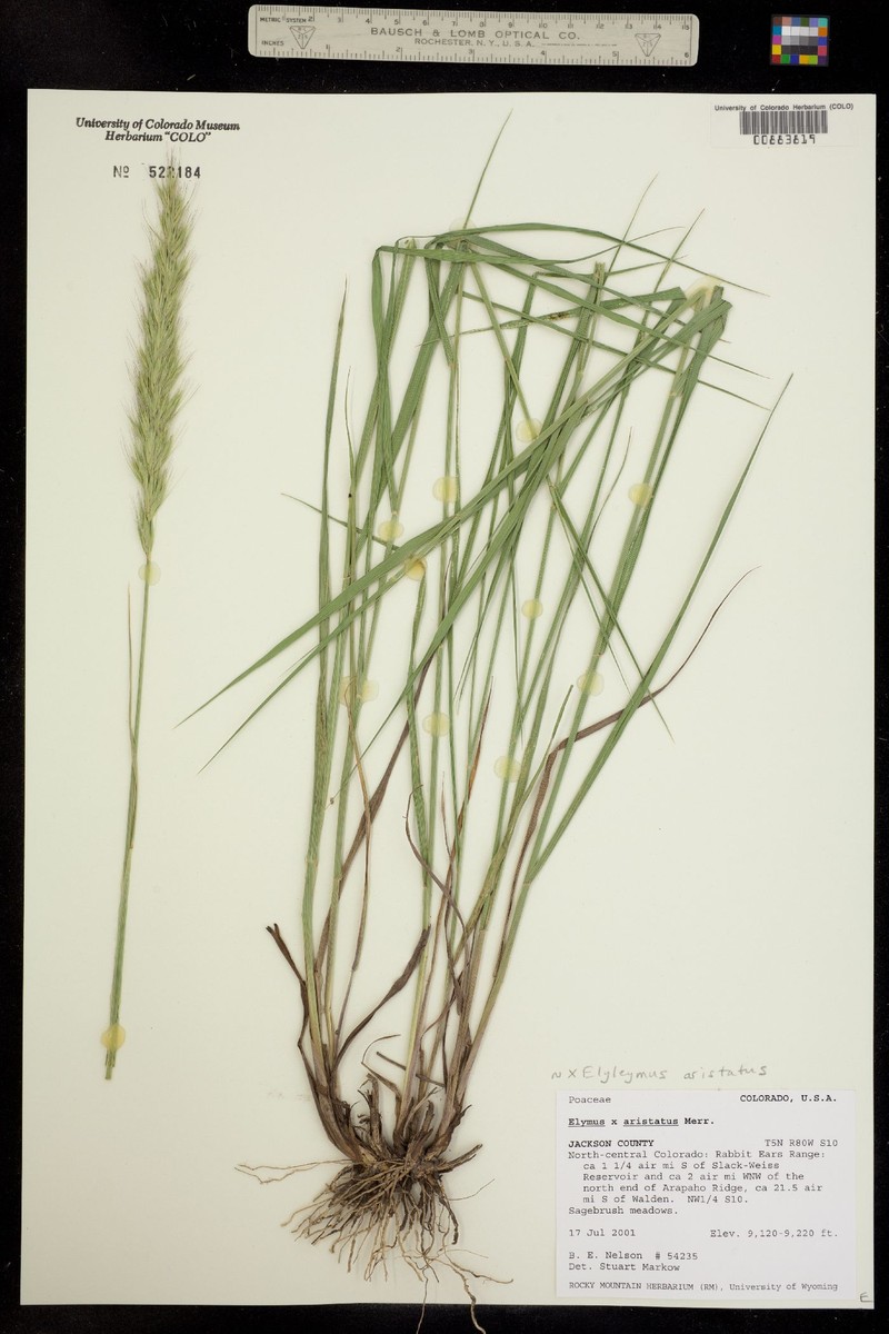 × Elyleymus aristatus