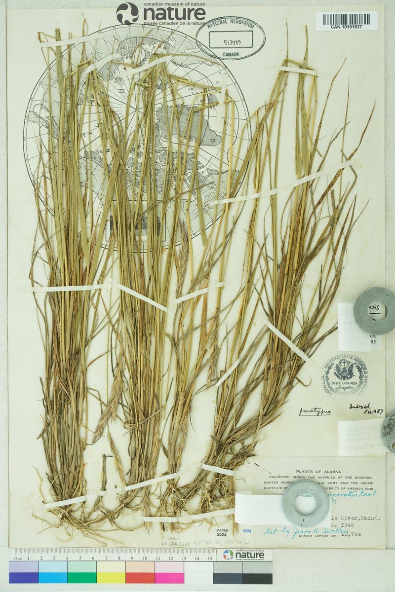 × Elyleymus colvillensis photo 3