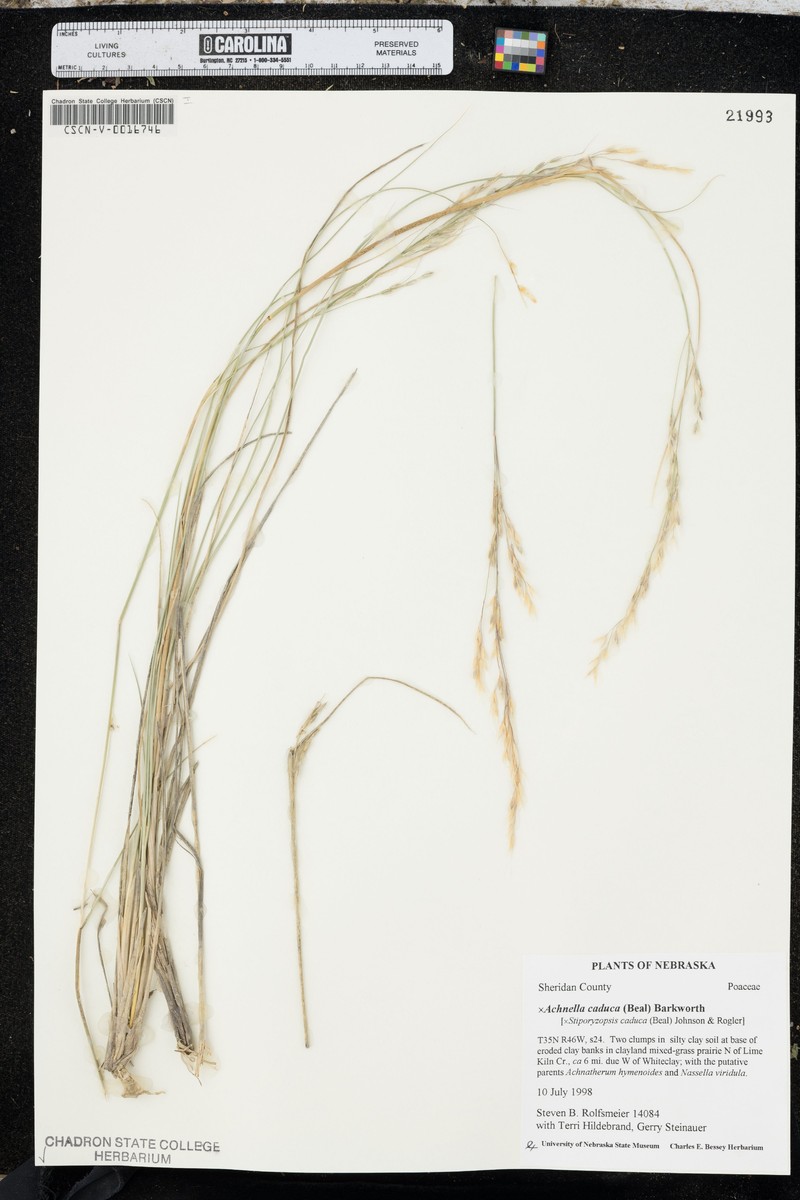 × Eriosella