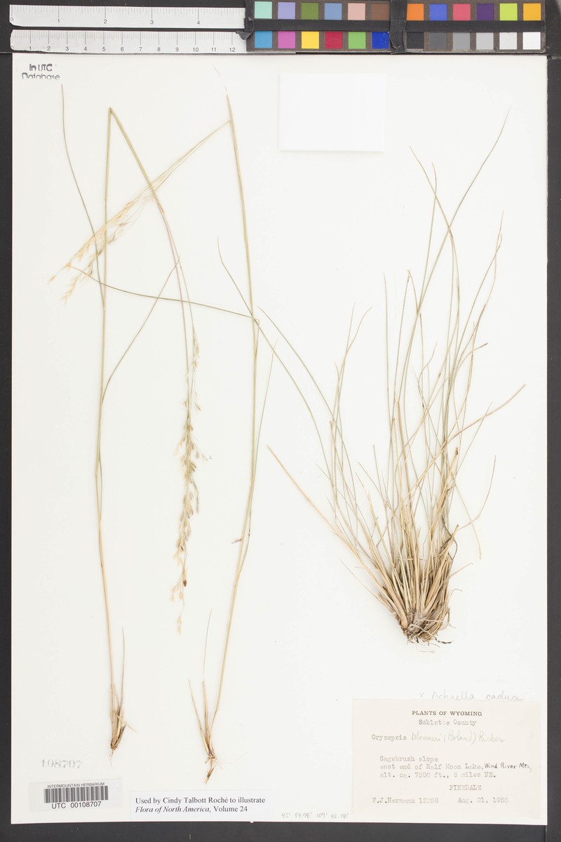 × Eriosella caduca photo 3