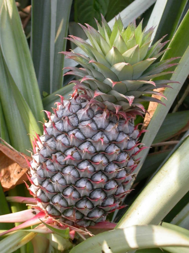 × Guzlandsia