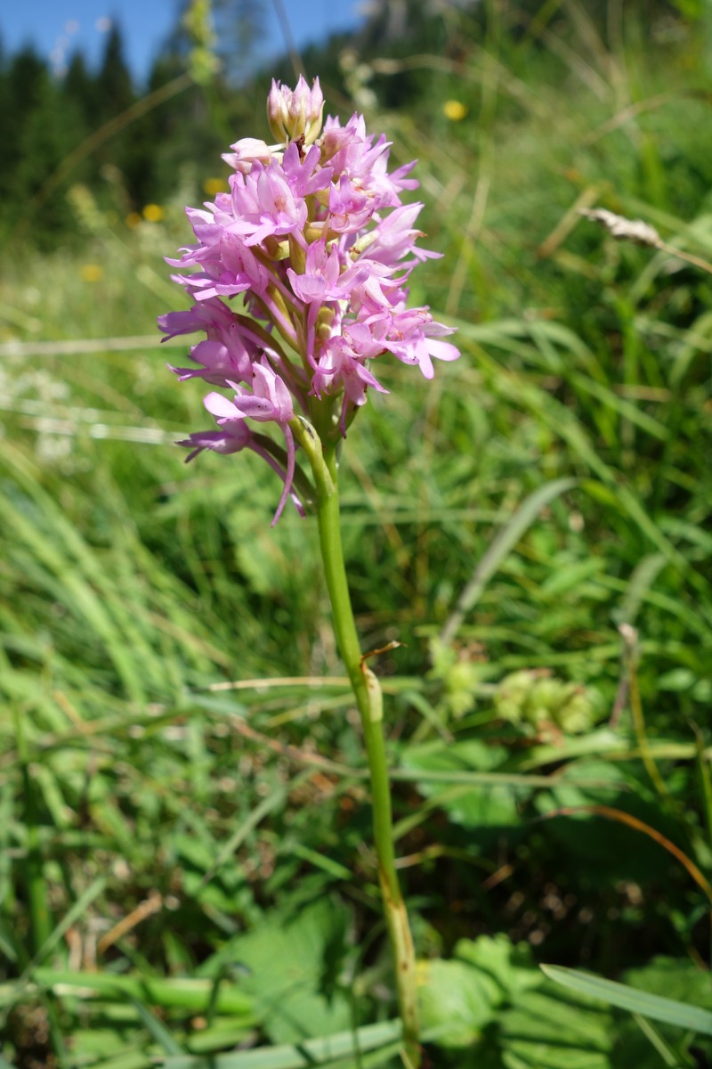 × Gymnanacamptis anacamptis