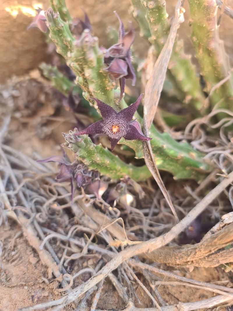 × Hoodiapelia beukmanii