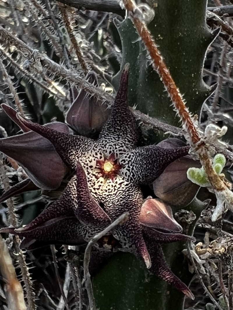 × Hoodiapelia beukmanii photo 2