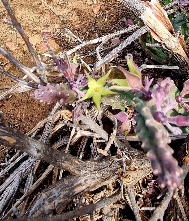 × Hoodiapelia beukmanii photo 3