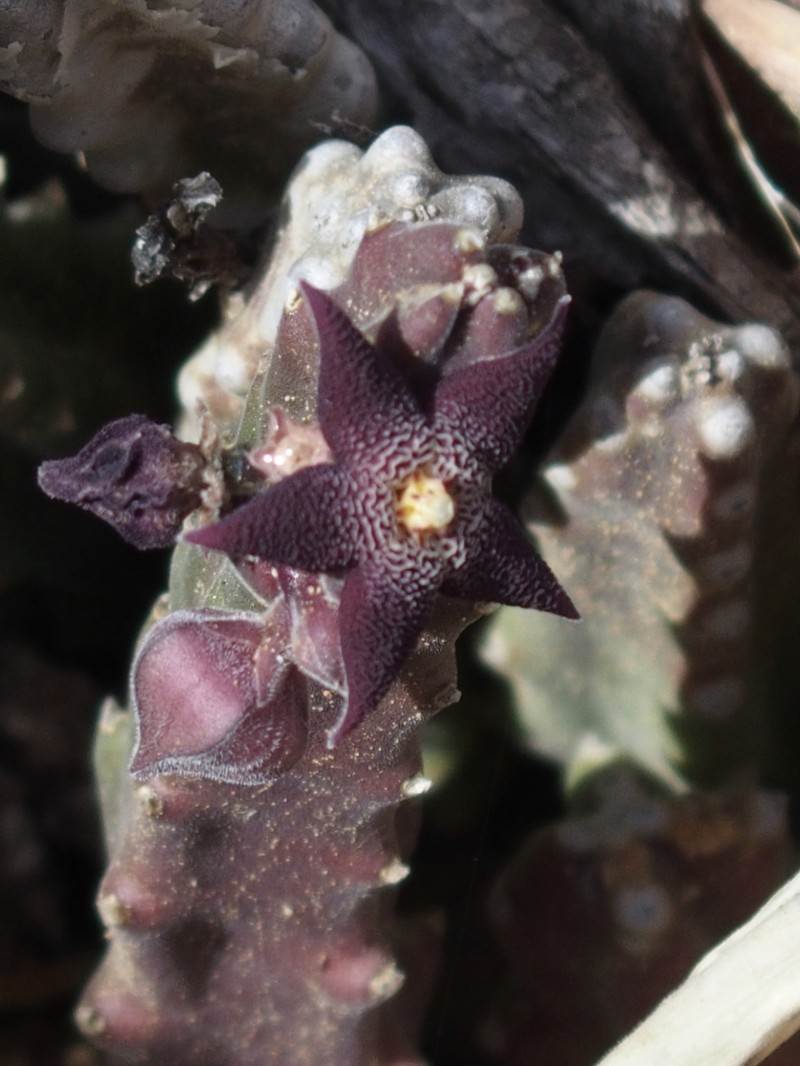 × Hoodiapelia beukmanii photo 4