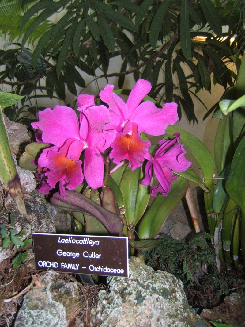 × Laeliocattleya
