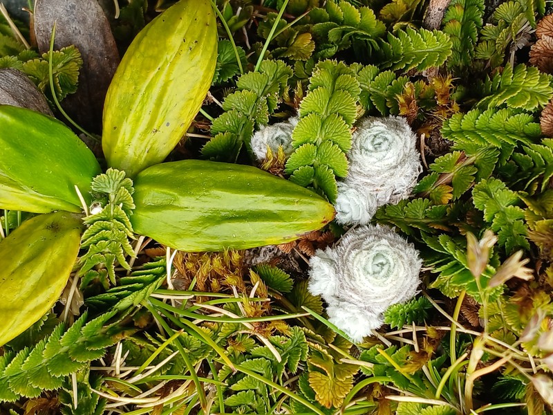 × Leucoraoulia
