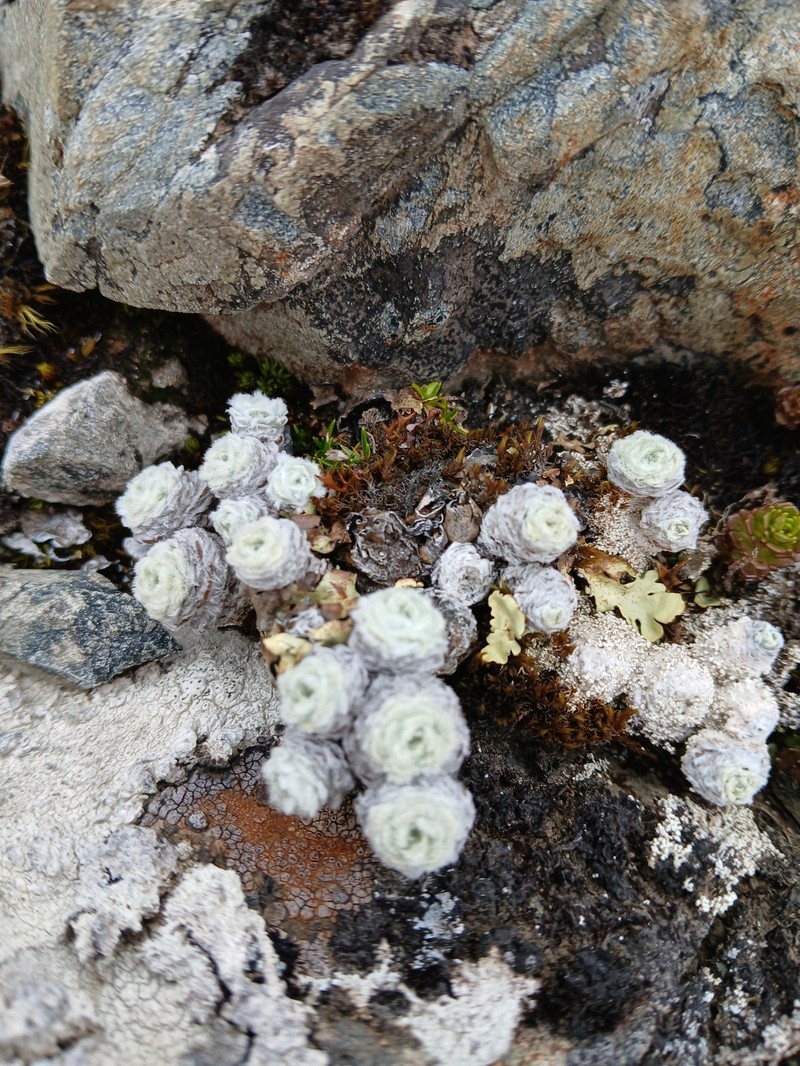 × Leucoraoulia photo 2