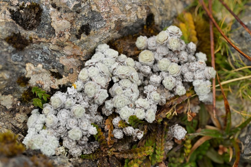 × Leucoraoulia photo 3