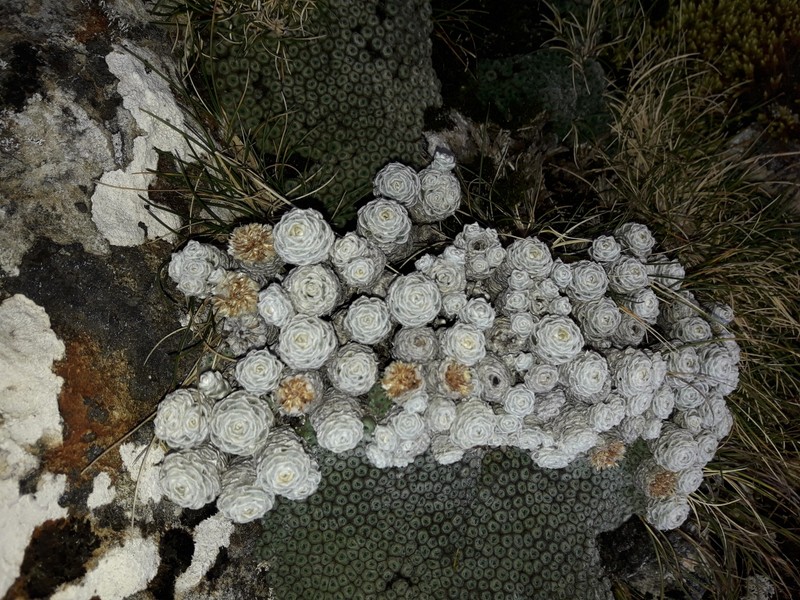 × Leucoraoulia photo 4