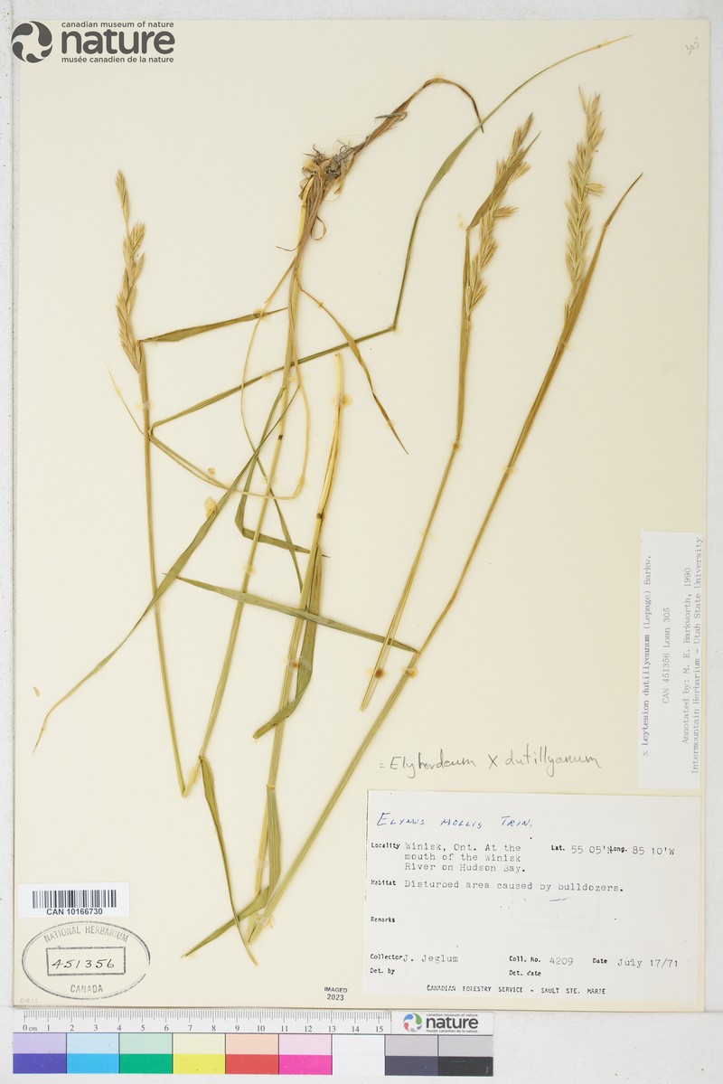× Leydeum dutillyanum