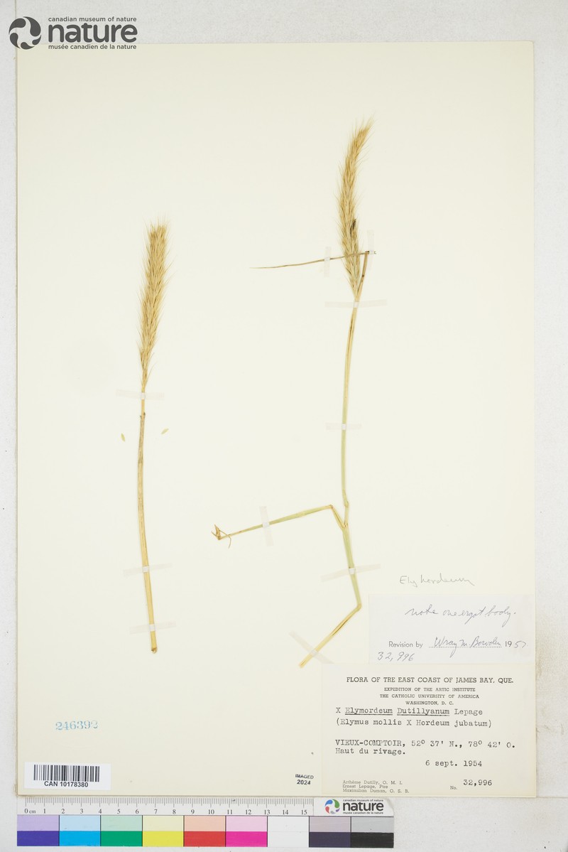 × Leydeum dutillyanum photo 2