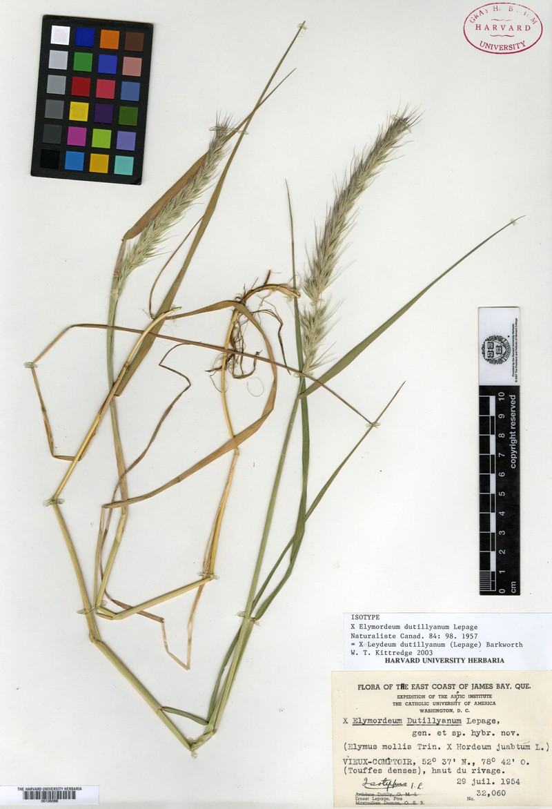 × Leydeum dutillyanum photo 3