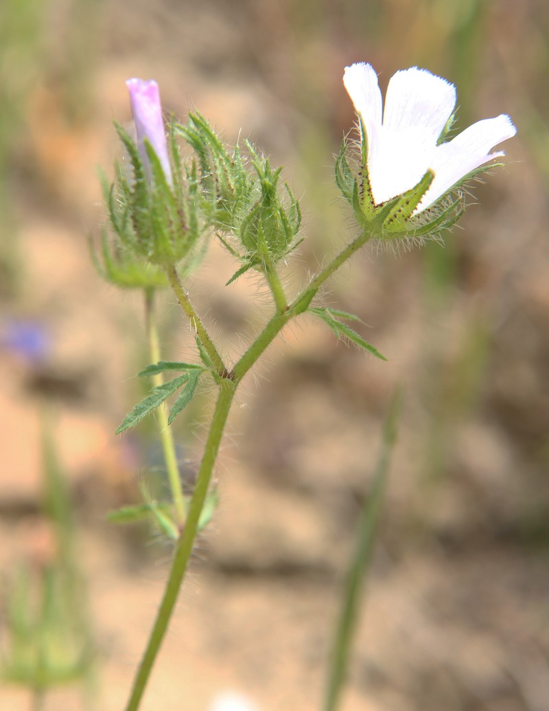 × Malvalthaea transcaucasica