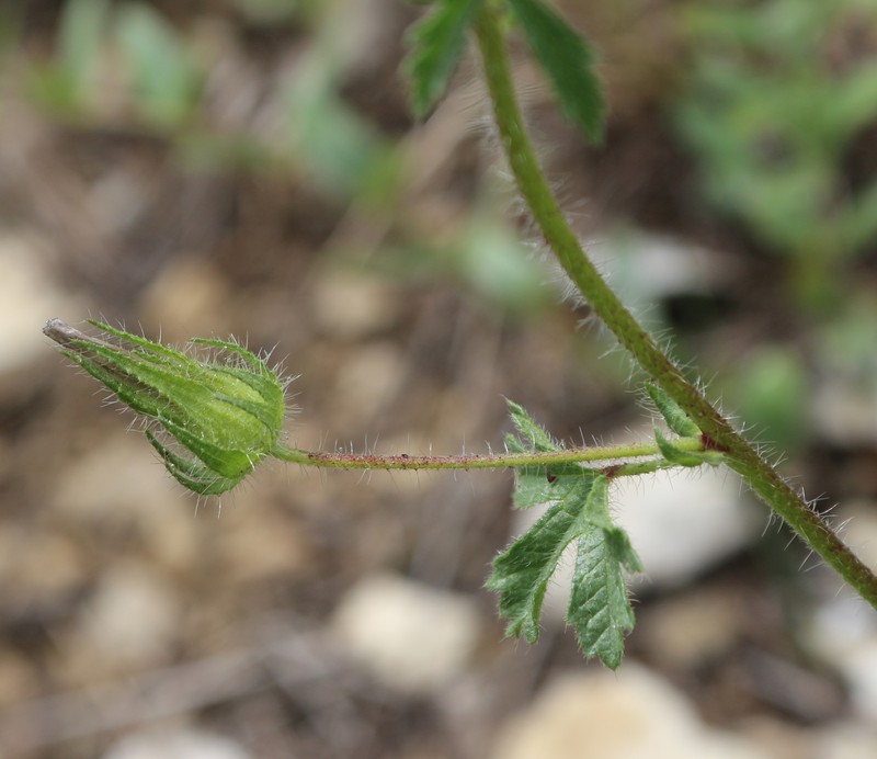× Malvalthaea transcaucasica photo 3