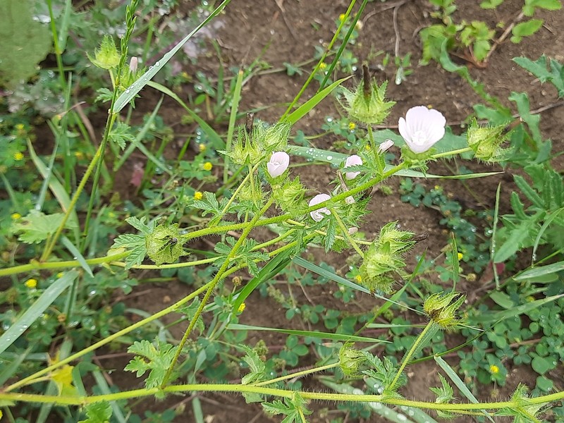 × Malvalthaea transcaucasica photo 6