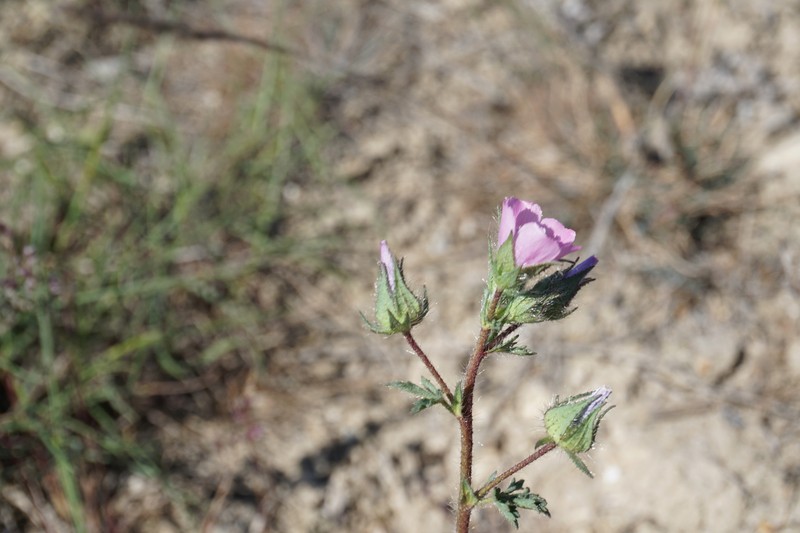 × Malvalthaea transcaucasica photo 7
