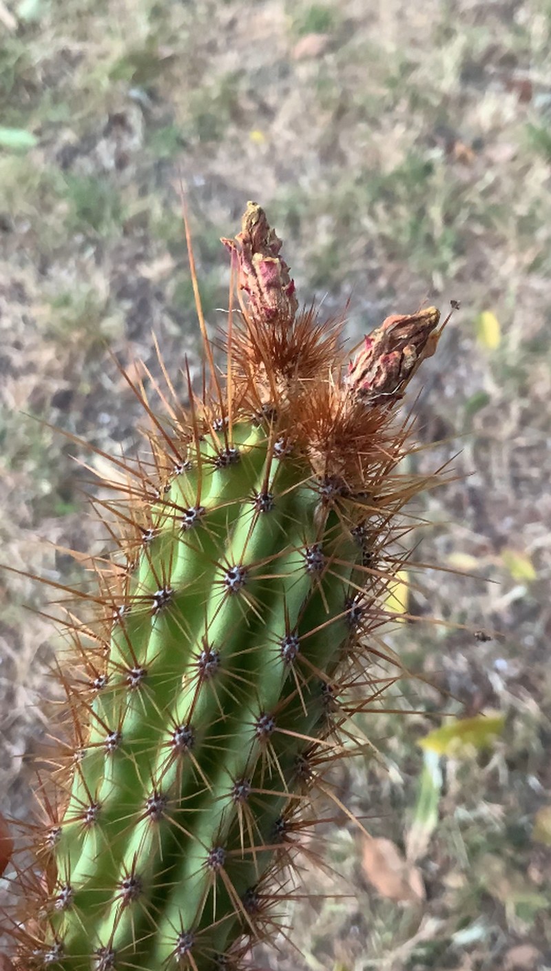 × Myrtgerocactus lindsayi