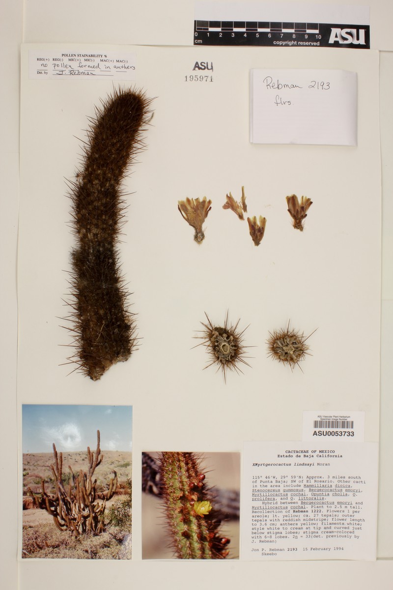 × Myrtgerocactus lindsayi photo 3