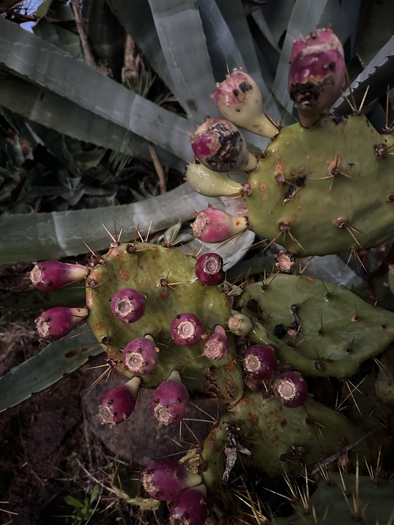 × Opulea bahamana photo 4