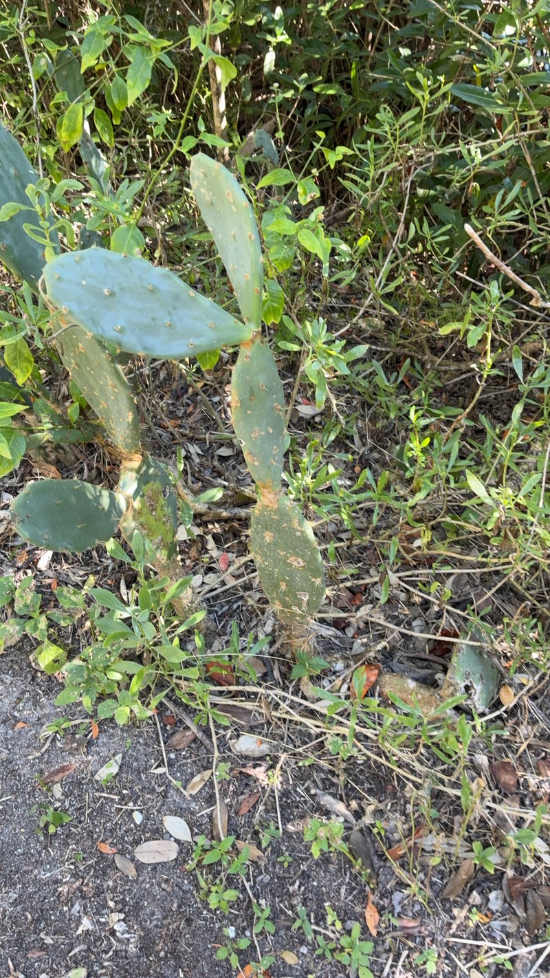 × Opulea bahamana photo 5