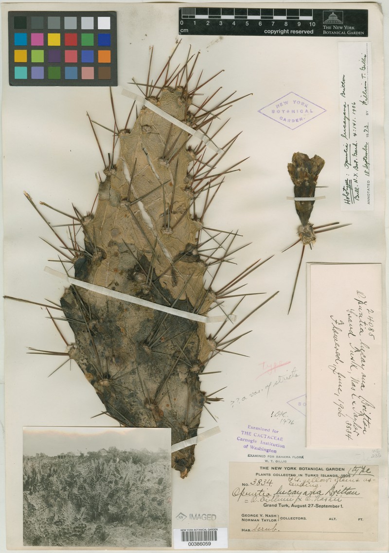 × Opulea lucayana