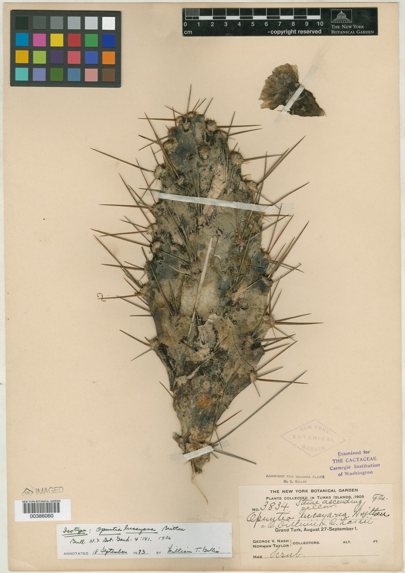 × Opulea lucayana photo 3