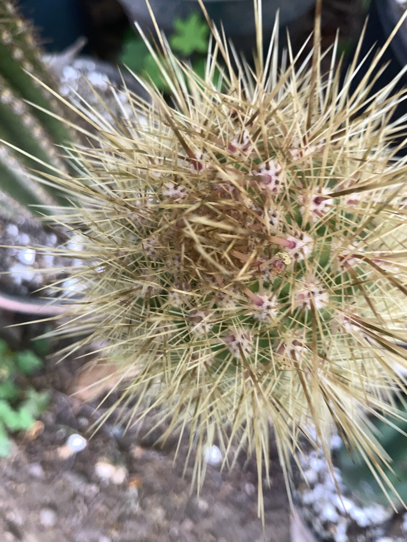 × Pacherocactus